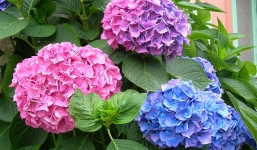 Những loại cây, hoa không nên để trong phòng ngủ